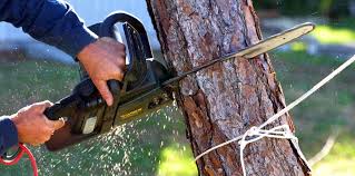 Best Pest Control for Lawns  in Somerville, TN