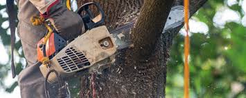 How Our Tree Care Process Works  in  Somerville, TN
