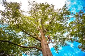 Best Commercial Tree Services  in Somerville, TN