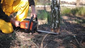 Best Tree and Shrub Care  in Somerville, TN