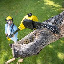 Best Landscape Design and Installation  in Somerville, TN