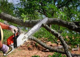Best Leaf Removal  in Somerville, TN