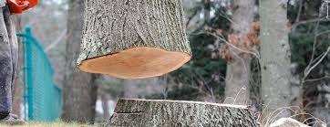 Best Stump Grinding and Removal  in Somerville, TN