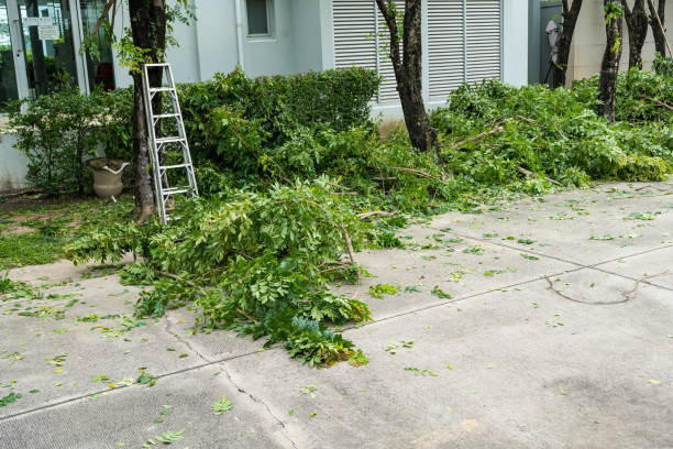 Best Tree Mulching  in Somerville, TN