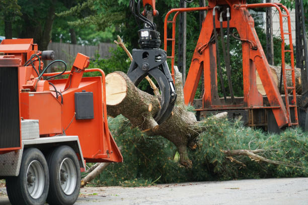Best Palm Tree Trimming  in Somerville, TN