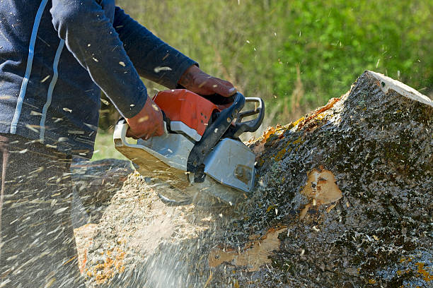 Best Tree Trimming and Pruning  in Somerville, TN