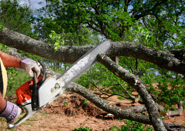 Trusted Somerville, TN Tree Removal Experts